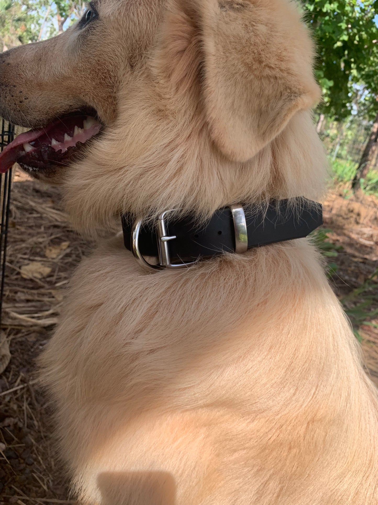 XL Dog Collar Made in the Outback