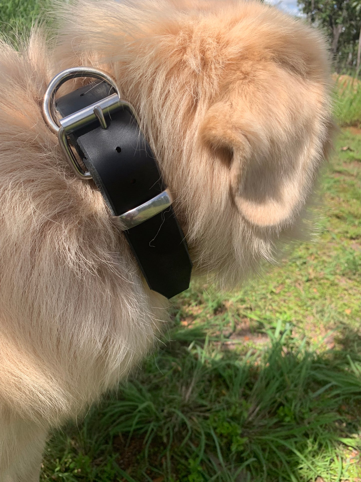 XL Dog Collar Made in the Outback
