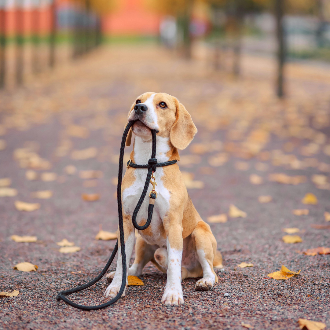 Dog Collars, Leashes & Harnesses