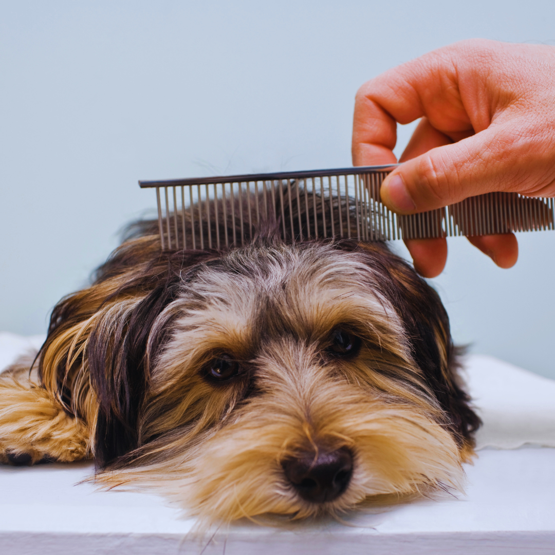Grooming Essentials